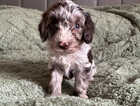 Puppy