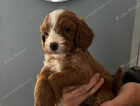 Puppy