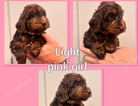 puppy
