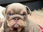 Puppy