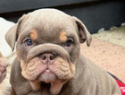 puppy