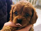 Puppy