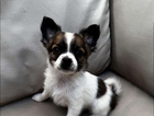 puppy