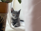 Missing male kitten