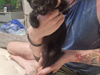 kitten