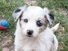 puppy