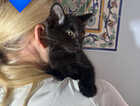 Kitten