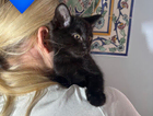kitten