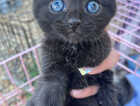 Kitten