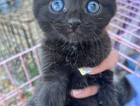 kitten
