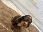 puppy