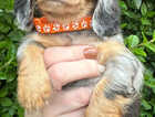Puppy