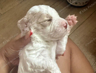 white and sandy male