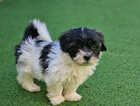 Puppy