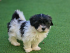 puppy