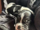 Puppy