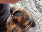 Puppy