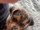 puppy