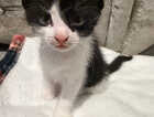 Kitten