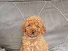 Puppy