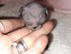 Kitten