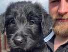 Puppy