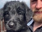 puppy