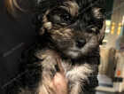 Puppy