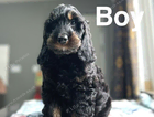 puppy