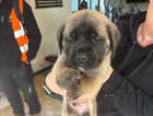 Puppy