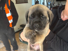 puppy