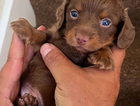 puppy