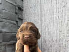 Puppy