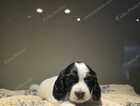 Puppy