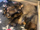Puppy