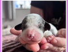 puppy
