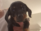 puppy