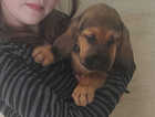Puppy