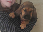 puppy  blue
