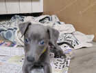 Puppy