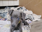 puppy