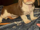 Puppy
