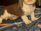 puppy