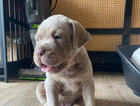 male
