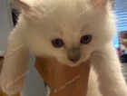 Kitten