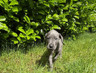 puppy