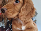 puppy
