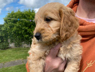puppy