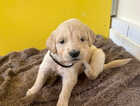 Puppy