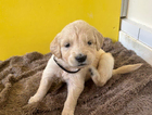 puppy